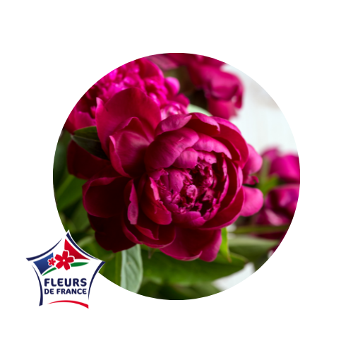 qualiteplantes's tweet photo. Dimanche, c’est la #fêtedesmères ! L’occasion pour vous de faire plaisir à votre #maman adorée en lui offrant des #fleurs ou des #végétaux fleuris #labelisés #fleursdeFrance. Un large choix est proposé par nos #producteurs 🇫🇷  : #pivoines, #alstroemeria, #hortensias, #feuillages https://t.co/DFWPDJgg3L