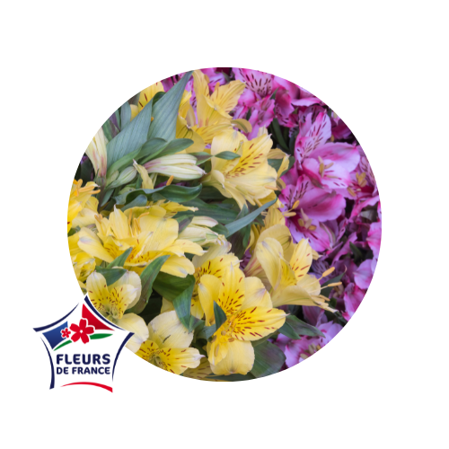 qualiteplantes's tweet photo. Dimanche, c’est la #fêtedesmères ! L’occasion pour vous de faire plaisir à votre #maman adorée en lui offrant des #fleurs ou des #végétaux fleuris #labelisés #fleursdeFrance. Un large choix est proposé par nos #producteurs 🇫🇷  : #pivoines, #alstroemeria, #hortensias, #feuillages https://t.co/DFWPDJgg3L