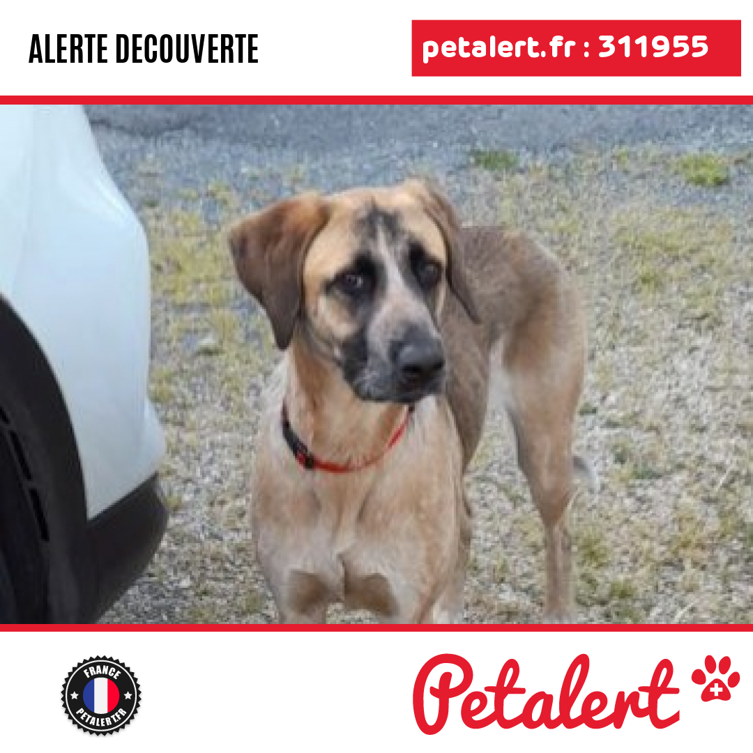 petalert_france's tweet photo. Trouvé #Chien #DeuxSevres #Chenay #Petalert  #PetAlert79 / https://t.co/AfgsHa8kfR https://t.co/hYuLT6SGDH
