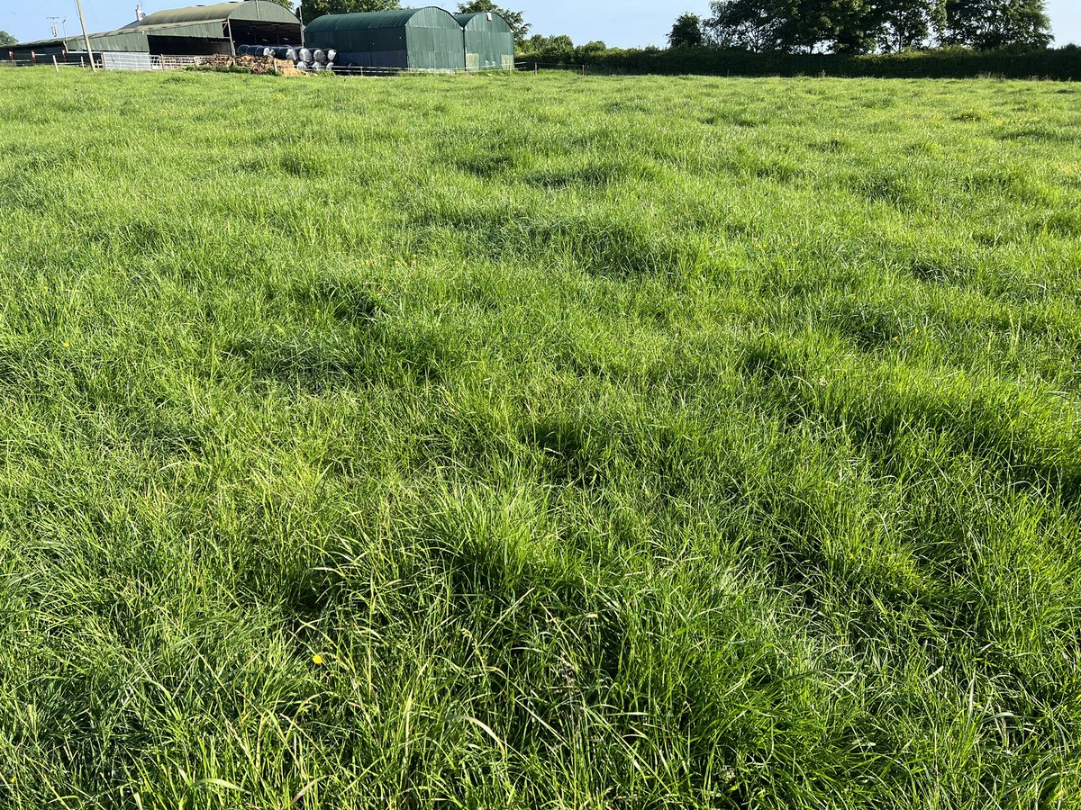 Was going to mow this, but dry weather for next two weeks making me hold on to all the grass I have! They can graze it. #dryfarm #drought2023 @ashleighfen