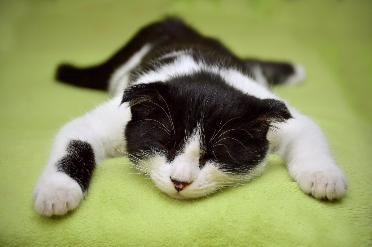 EmmaJohnson_a's tweet photo. Cats have mastered the art of power napping. It's like they've unlocked the secret to eternal relaxation while the rest of us struggle to find a comfortable pillow. #NapGuru #cats https://t.co/QS7Z9Xrauw