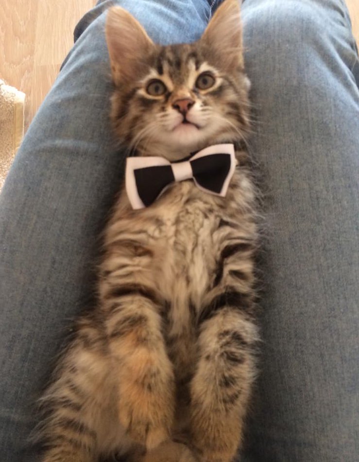 Tüylü tekire Ankara’da yuva arıyoruz. 2,5 aylık, tuvalet eğitimli, kuru mama ile besleniyor. İnsana alışık, kucak kedisi.