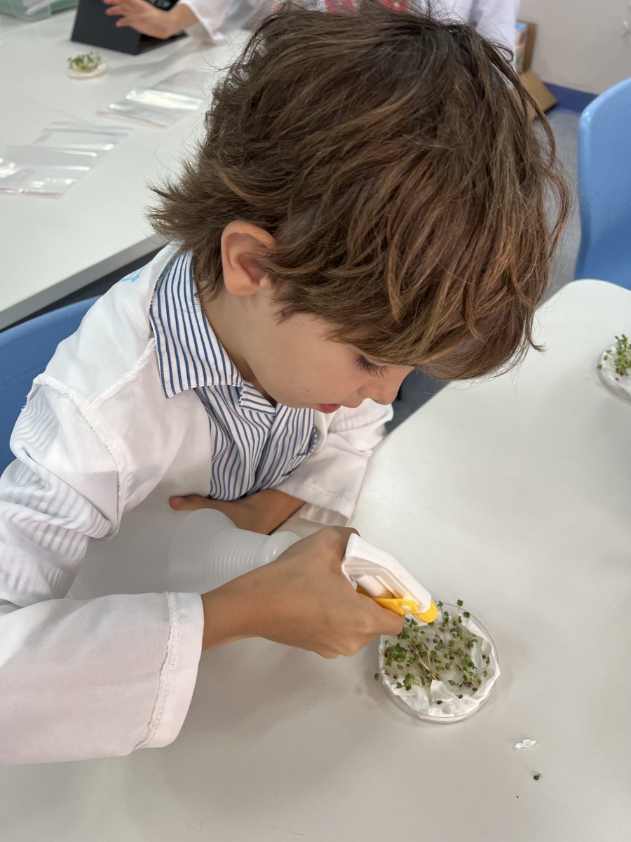 DBS_Year3's tweet photo. We are now exploring the impact of acid rain vs normal rain on the growth of plants. We are skilled scientists - asking questions, setting up experiments, predicting and using complex scientific language. @DubaiBritishEH @DBS_PriScience #BeginsatDBSEH #ProudlyTaaleem https://t.co/mKoyGf0VjW