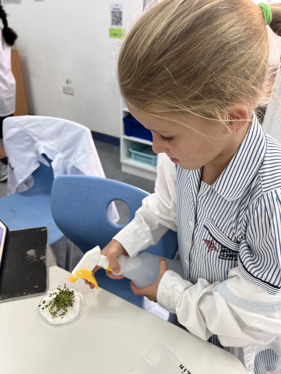 DBS_Year3's tweet photo. We are now exploring the impact of acid rain vs normal rain on the growth of plants. We are skilled scientists - asking questions, setting up experiments, predicting and using complex scientific language. @DubaiBritishEH @DBS_PriScience #BeginsatDBSEH #ProudlyTaaleem https://t.co/mKoyGf0VjW