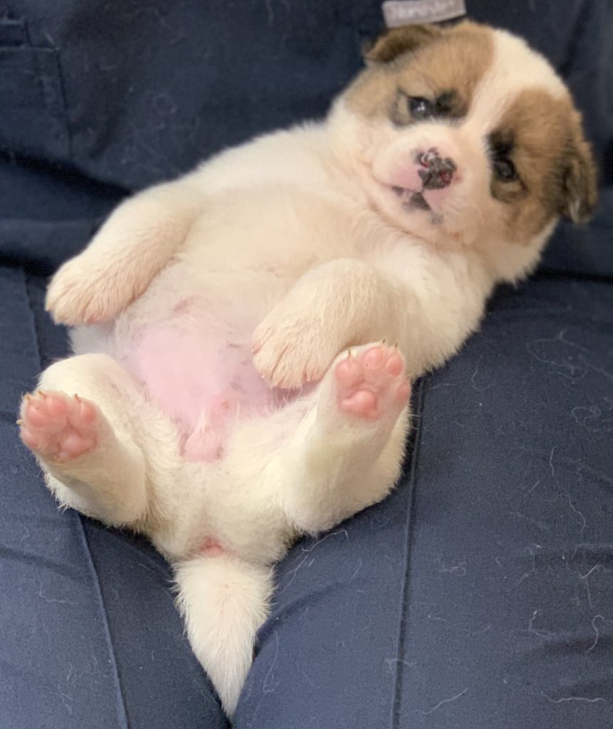 saramdoolajebal's tweet photo. 역시... 같이 지내던 두 아이 역시 코로나장염에 감염되어 있었네요...
원래는 모두 바로 안락사이지만 아이들 상태가 좋고 격리 공간이 있어 일단 내일까지는... 지켜볼까 싶어요...
긴급하게, 간곡히 부탁드립니다.
입양처가 필요합니다.

모두 생후 1개월입니다.
로즈, 마리, 솔트

062-571-2808 https://t.co/tEwdcZtGJz