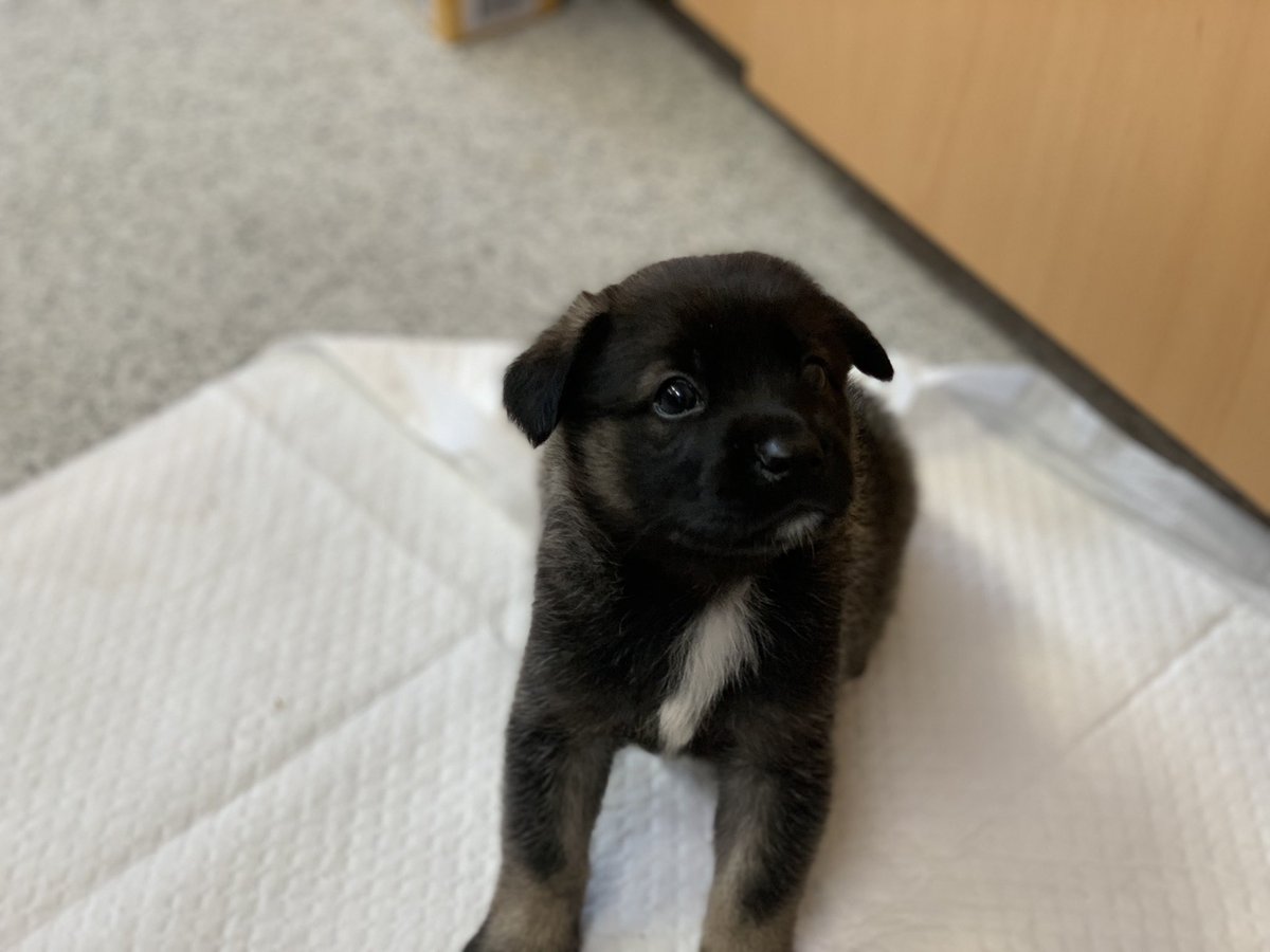 saramdoolajebal's tweet photo. 역시... 같이 지내던 두 아이 역시 코로나장염에 감염되어 있었네요...
원래는 모두 바로 안락사이지만 아이들 상태가 좋고 격리 공간이 있어 일단 내일까지는... 지켜볼까 싶어요...
긴급하게, 간곡히 부탁드립니다.
입양처가 필요합니다.

모두 생후 1개월입니다.
로즈, 마리, 솔트

062-571-2808 https://t.co/tEwdcZtGJz