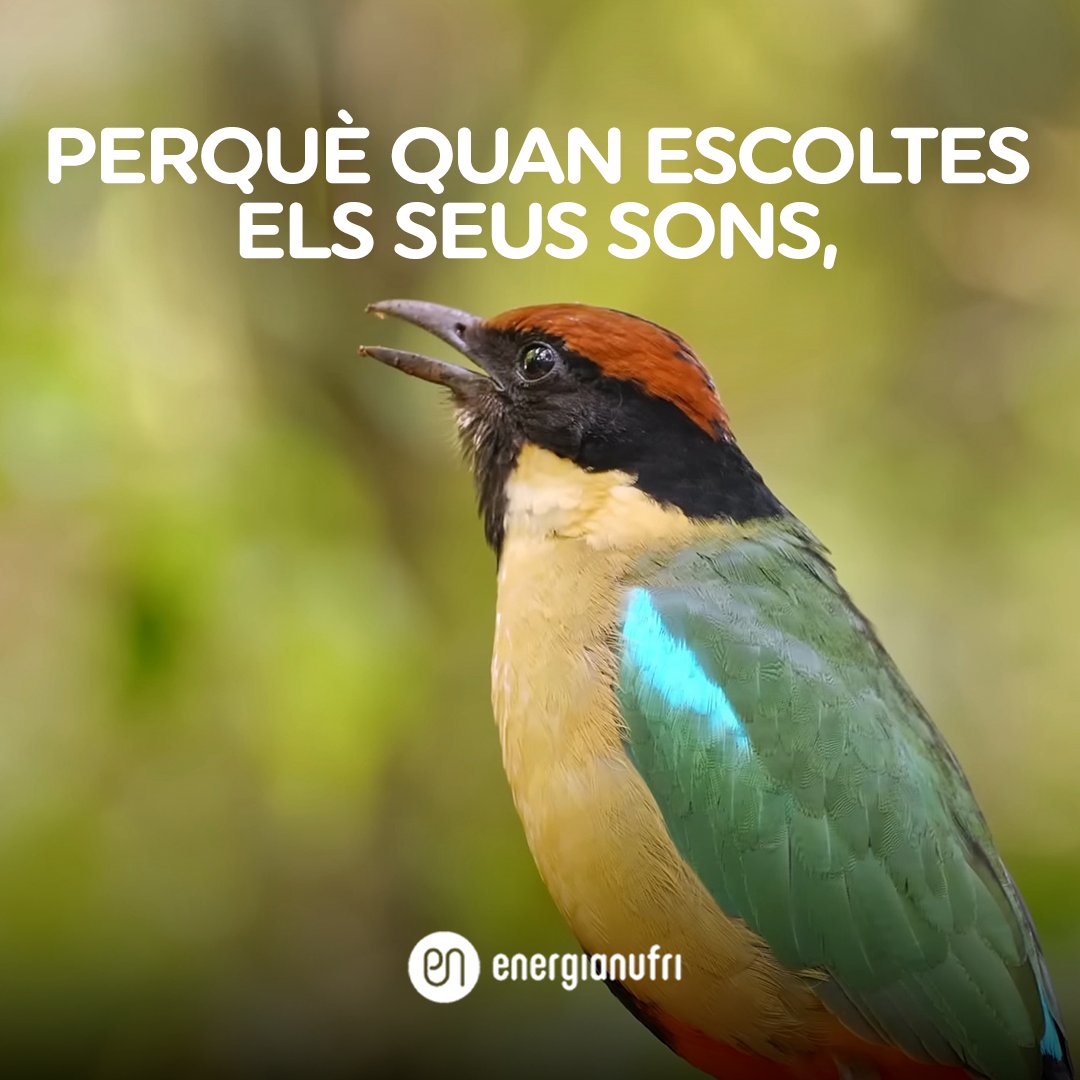 EnergiaNufri's tweet photo. Molts #estudis ja han demostrat que els #sons de la #natura tenen un impacte molt #positiu en la nostra #salut física i mental. Han demostrat el #poder de #l’energia fruit de la nostra #terra. 🌳🐺🐚⛈✨ https://t.co/kVvuIlzV8E