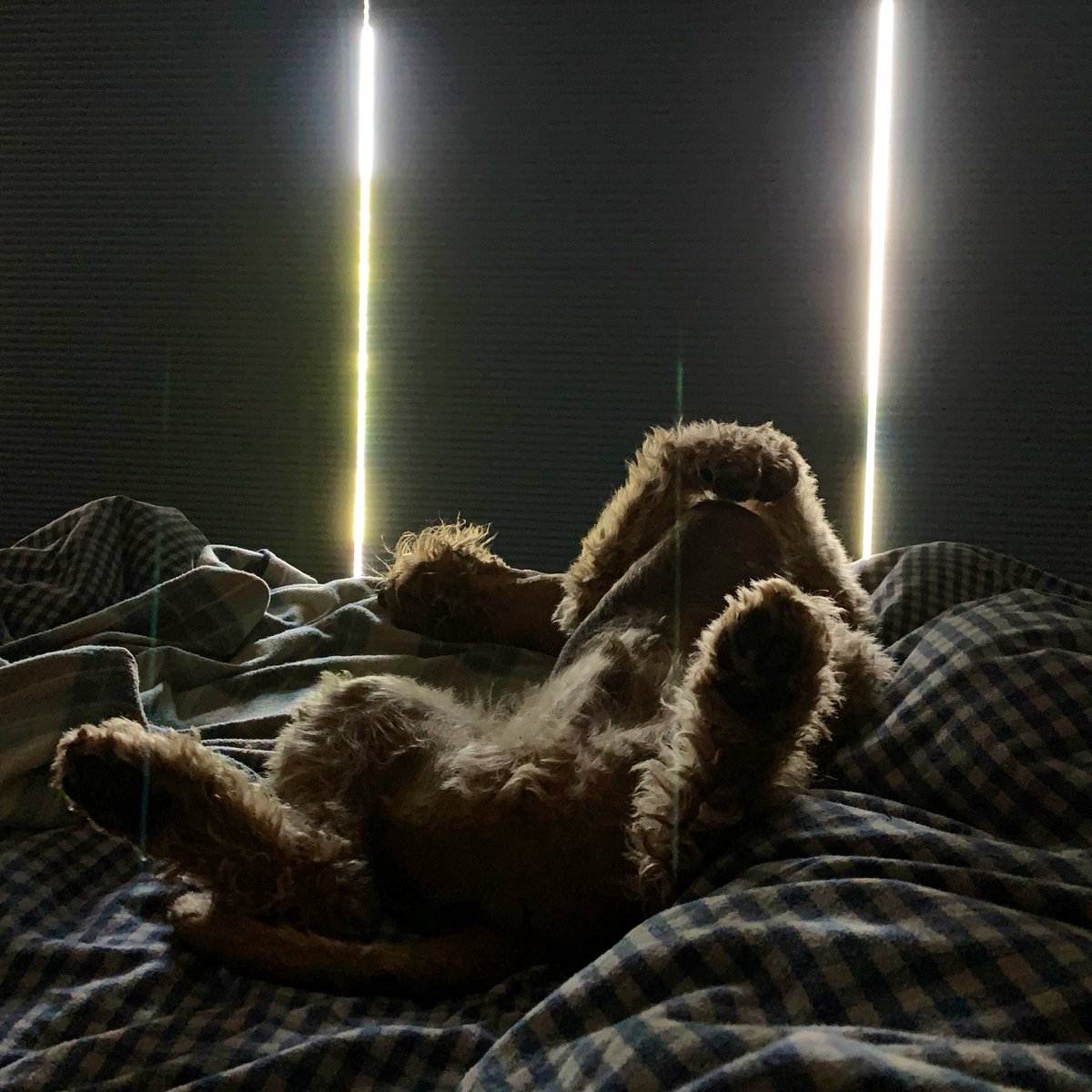 Dudley and Doris Dale 💙💛 tweet media