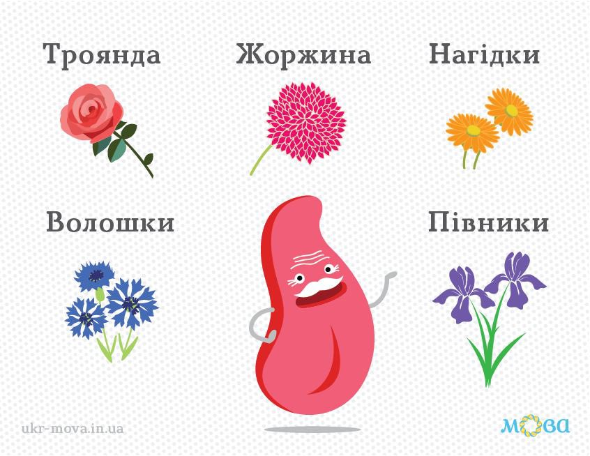 💐Запам’ятайте: 
▪️ троянда (рос. «роза»),
▪️ жоржи́на, оргі́нія, арго́нія (рос. «георгина»), 
▪️ нагідки (рос. «ноготки»), волошки (рос. «васильки»), 
▪️ півники, іриси (рос. «ирисы»).