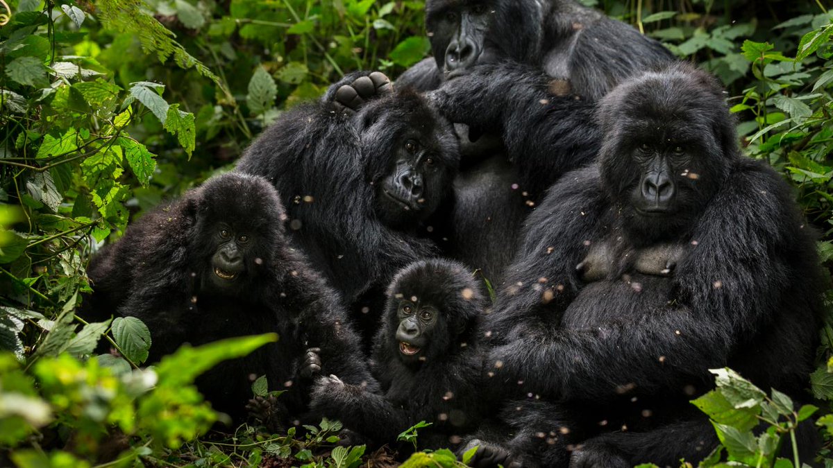 lijuana56's tweet photo. #sendmonkey les gorilles, originaires d'Afrique il en existe deux espèces bien distinctes les gorilles des plaines et les gorilles des montagnes. Vous ne verrez jamais en captivité de gorilles des montagnes ,ils ne survivent pas  1/ https://t.co/P6hbjRe21K