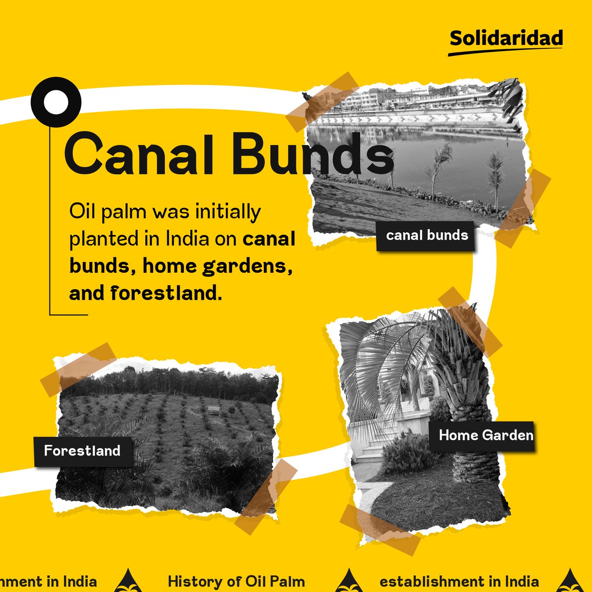 Foreign experts conducted feasibility studies that led to the cultivation of oil palm on a plantation scale in Indian forest lands. But it all started with humble beginnings on canal bunds and home gardens. 

#Palmoil #Sustainability #UnmaskingTheMyth #canalbunds #homegardens