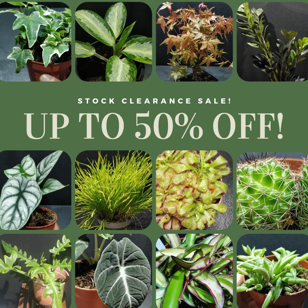 Up to 50% off on selected plants, visit the link below to view the discounted items!
dheli.art/collections/cl…