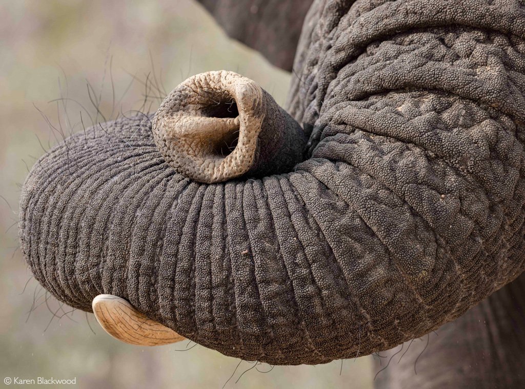 ♥️Every day is my 
🐘 #WorldElephantDay 
🐘 #2023YearOfTheElephant
🐘 #ElephantTwitter
🌍 #LetAfricaLive 🐘

📸 ©  Karen Blackwood