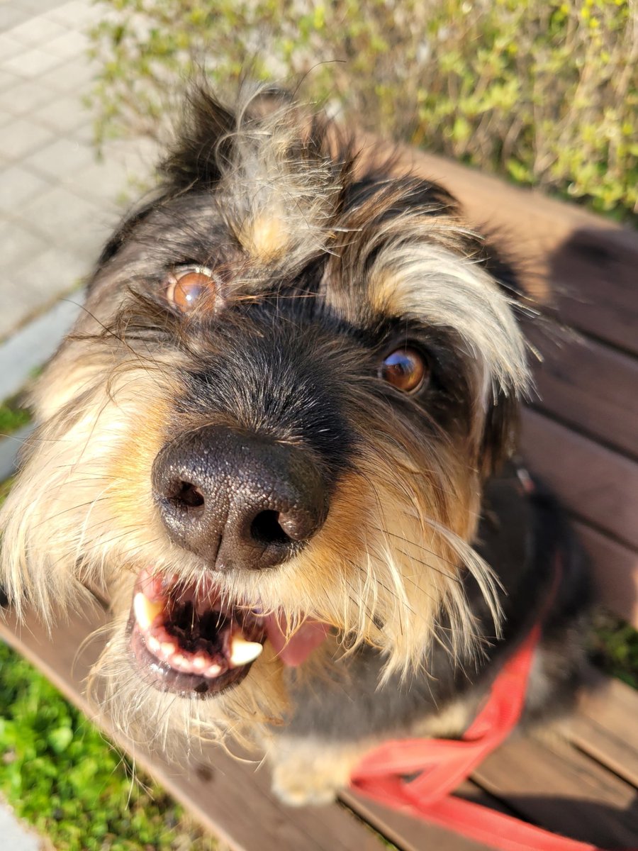 ShumiTommy's tweet photo. @kimchurros 🐕아힣 칭찬바닷서 https://t.co/yQG1xL3R1s