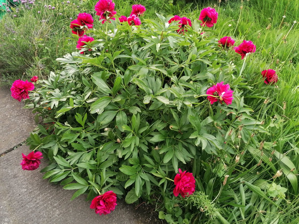 circlecross73's tweet image. This morning's walk in at 4.30am. The sun is up before me for the first time, a bird must have eaten lots of fish, and peony update waiting for storms to blow them to smithereens #summer #earlyshift #nature #garden #NoMowMay