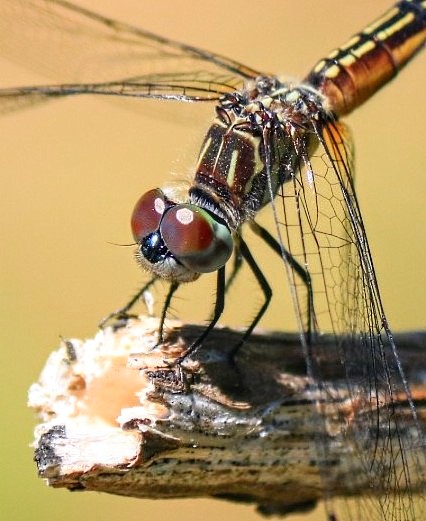 Blue Dasher ....