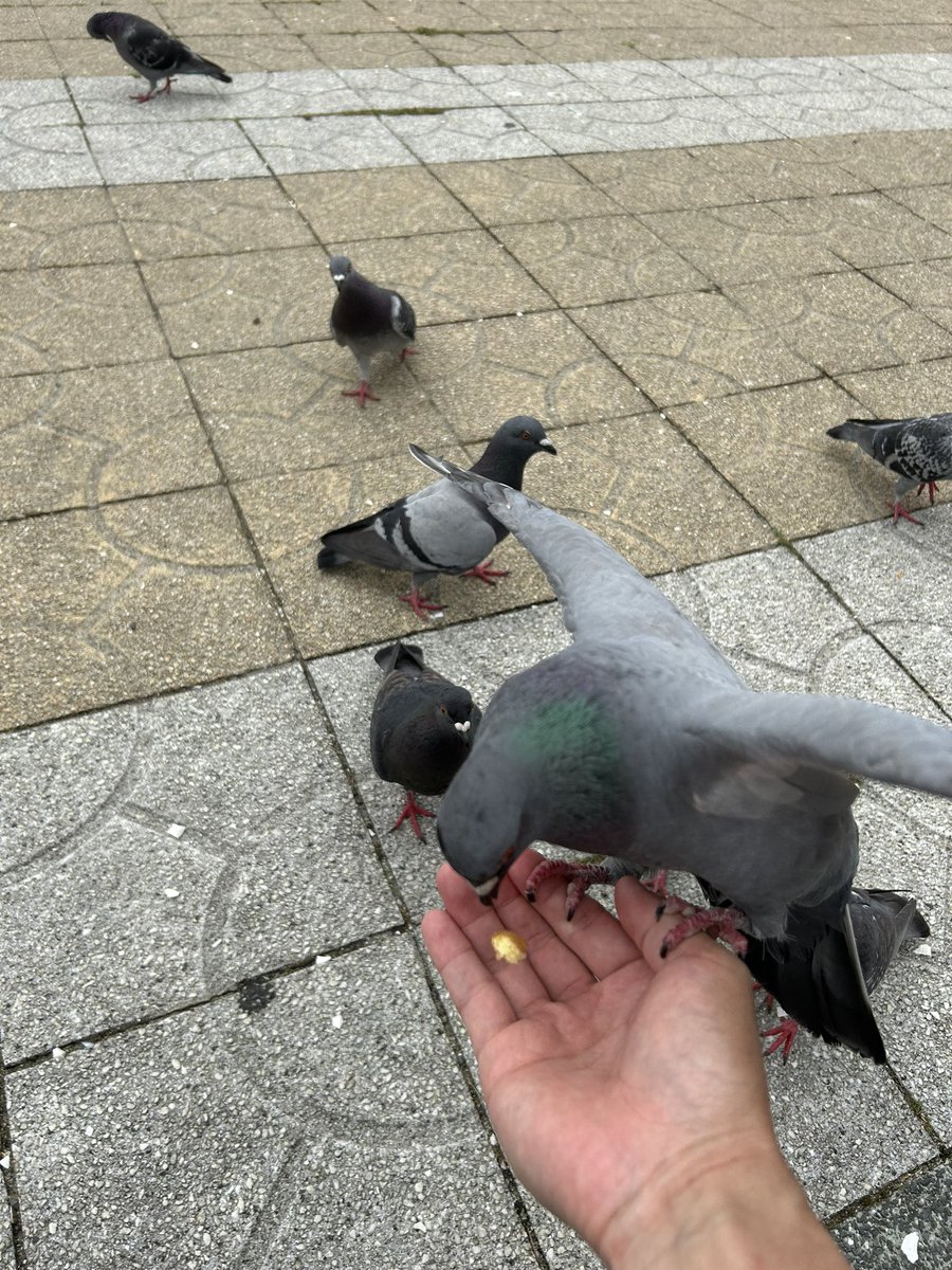 こんにちは！ 投稿が遅くなってしまいました😇 写真は、鳩にも好かれる男、私です😁笑 本日も皆さん元気にお過ごしください😌 #こんにちは #鳩 #海