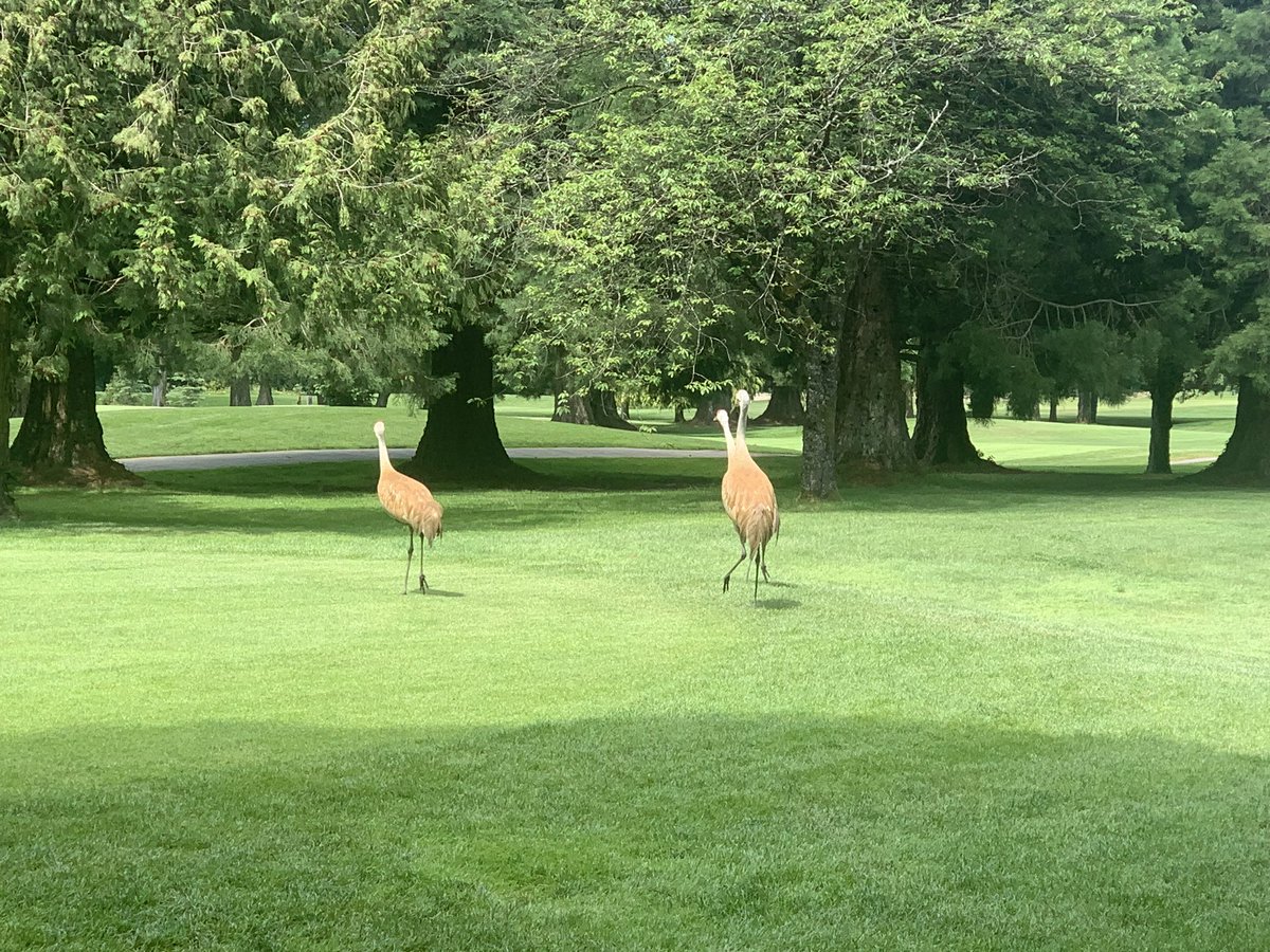 Pals Mum and golf pals saw dese 3 beautiful #sandcranes at da #golf ⛳️ today they aren’t usually in dat area & a #coyote was lurking around so Mum n pals waved their #golfclubs n yelled loudly to keep it away. Den dey got a #marshall to come out n help as real worried for dem 🙏