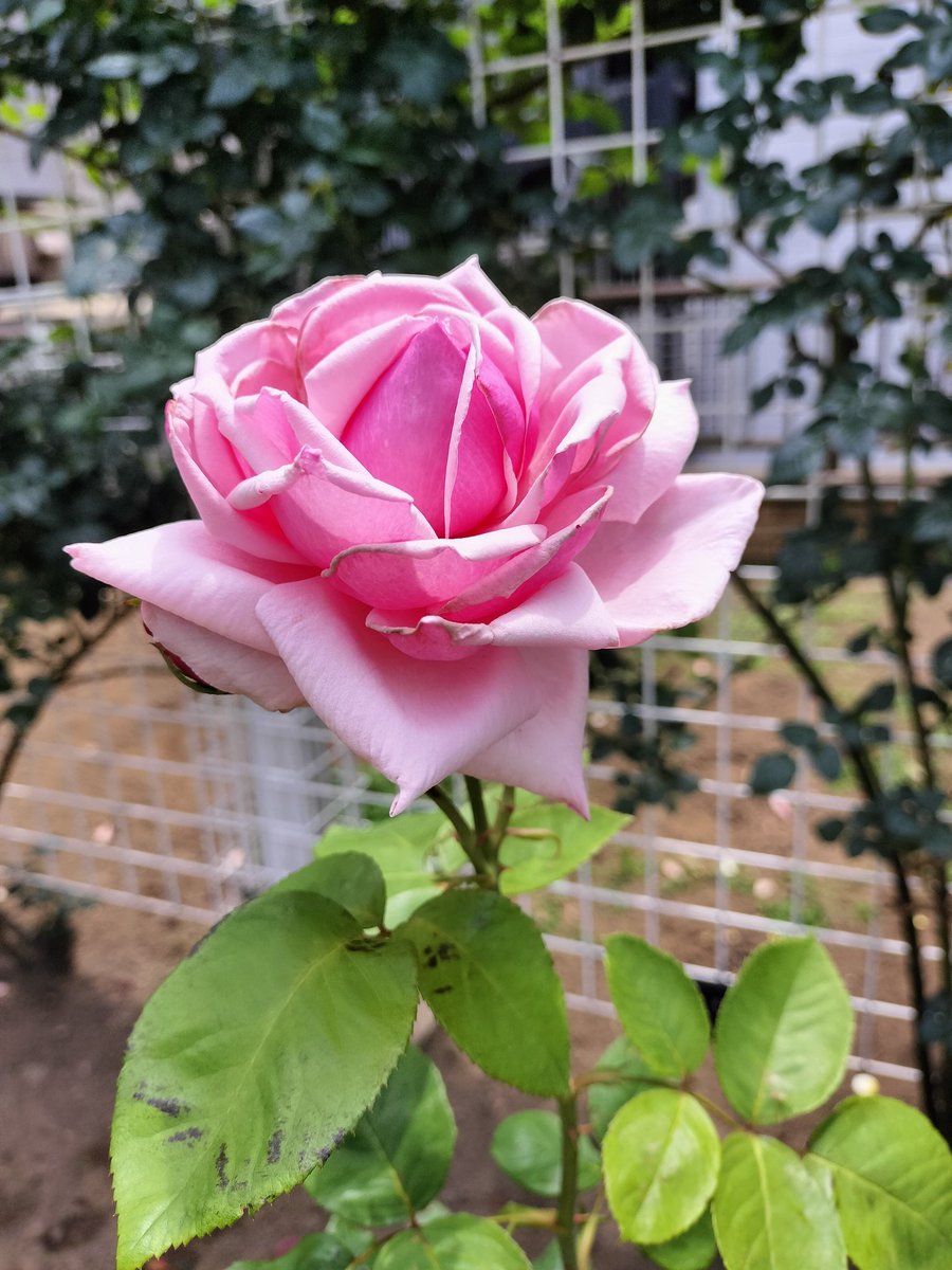 Ps_cafepark's tweet photo. 週末に行った公園の花々が綺麗だった😊白い木はティーツリー。とってもいい香りがしました🌱⋆｡ https://t.co/vxnwhEyh8Q