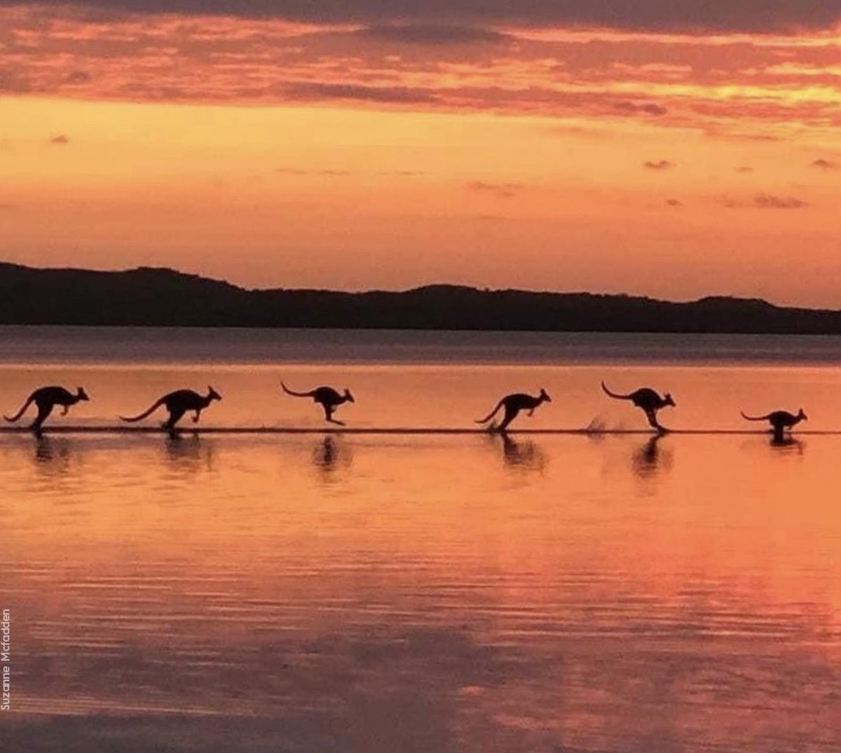 sailworx's tweet photo. A mesmerising mob of kangaroos were captured bouncing through shallow waters at Lake Cootharaba in Noosa.
#9News #mesmerising #mob #kangaroos #LakeCootharaba #Noosa https://t.co/MP6TTEbbsm