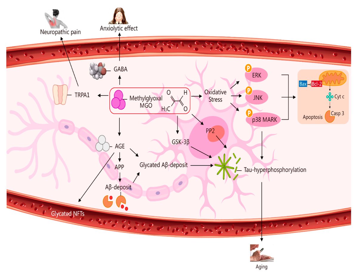 Molecules_MDPI's tweet photo. 📌#methylglyoxal #glyoxalase #neurodegenerative #bioenergetics #sideproduct #homeostasis #behaviouralphenotypes
#New #Publication “Methylglyoxal in the Brain: From Glycolytic Metabolite to Signalling Molecule”
By: Zeyong Yang, et al.
👉https://t.co/NLeqjNm3k9 https://t.co/bA2k3j2y7a