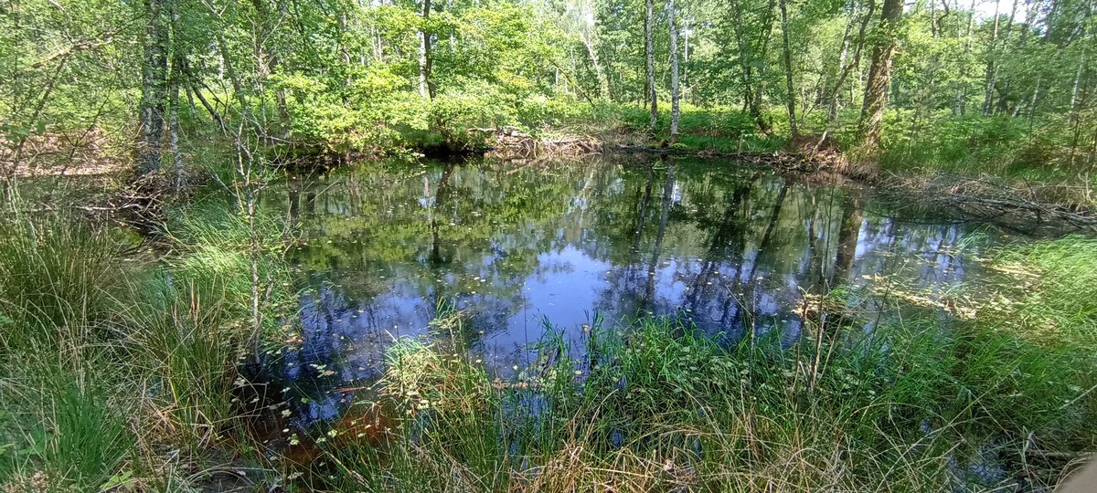 Tourbières de Premery (Nièvre)