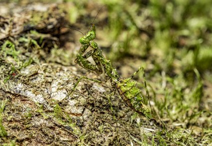 Zootaxa's tweet image. Revision of the genus Calofulcinia Giglio-Tos (#Mantodea: Nanomantidae: Fulciniinae) in #Australia
mapress.com/zt/article/vie…
#Taxonomy