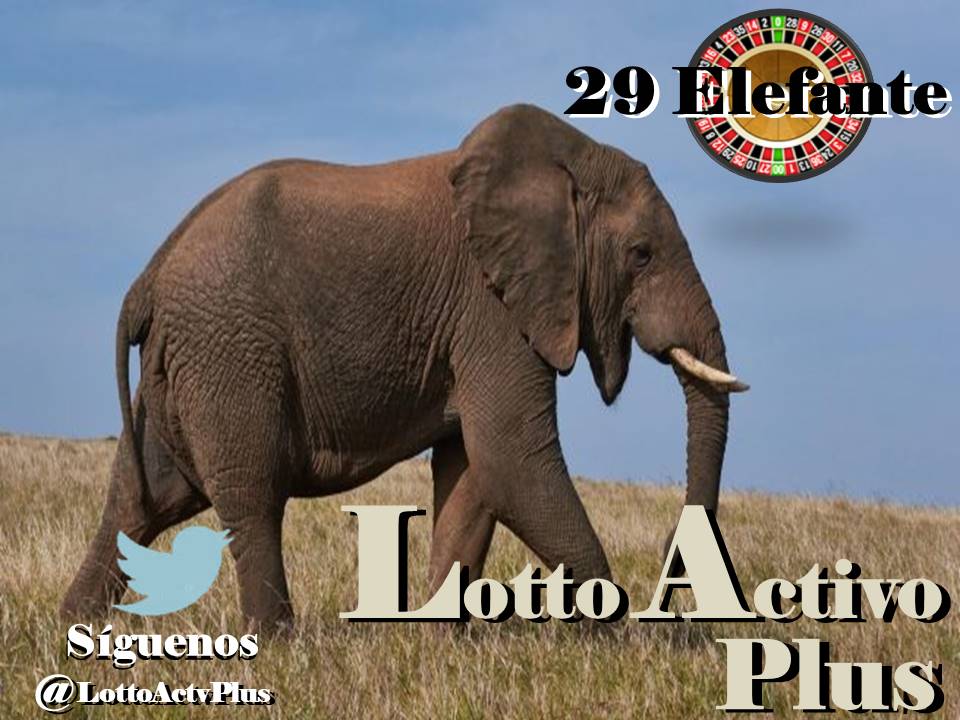 Lotto Activo Plus

<a href="/lottoactivoplus/">Lotto Activo Plus</a>

29-05-2023

12:00 pm

Elefante 29

#LAP #loteria #LottoActivoPlus
