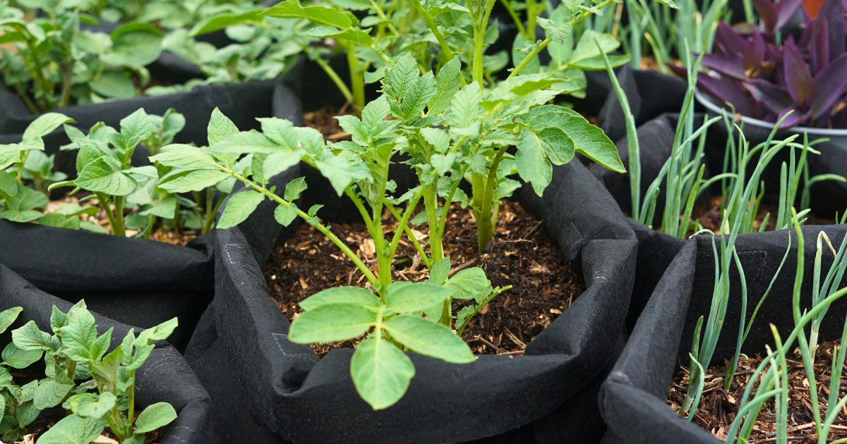 My_SimpleThings's tweet photo. Growing potatoes &amp; onions in grow bags (Part 2) has proved to be the easiest gardening I've ever done. It looks like the yield will be wonderful. Potato plants are now flowering so the tubers are growing. To be continued in Part 3. https://t.co/DcZQpWlUqD via @My_SimpleThings https://t.co/mF416E1NWk