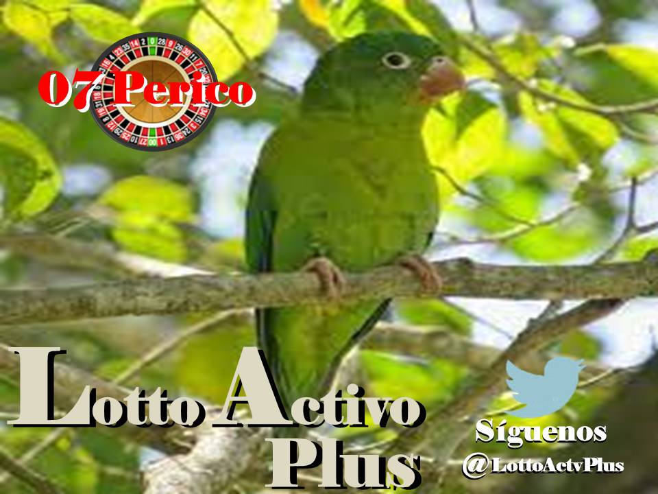 Lotto Activo Plus

<a href="/lottoactivoplus/">Lotto Activo Plus</a>

29-05-2023

10:00 am

Perico 07

#LAP #loteria #LottoActivoPlus