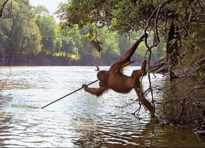 An Orangutan from a zoo reintroduced to the wild in Borneo began spear fishing after watching local fisherman😆
