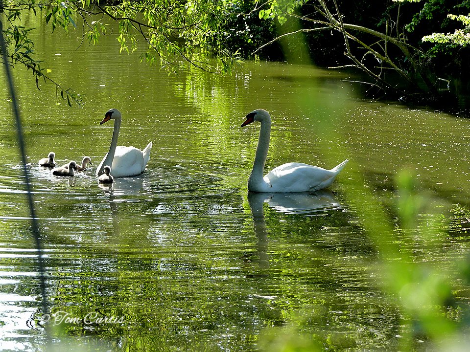 Mute Swan and Chicks
#photooftheday #beautiful #photography #picoftheday #nature #birds #britishbirds #countryfile #autumnwatch #rspb #wildlife #bbcspringwatch #thewildcapture #birdwatchingmagazine #thewildcapture