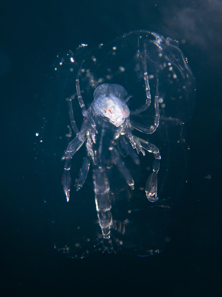 DigInverts tweet media