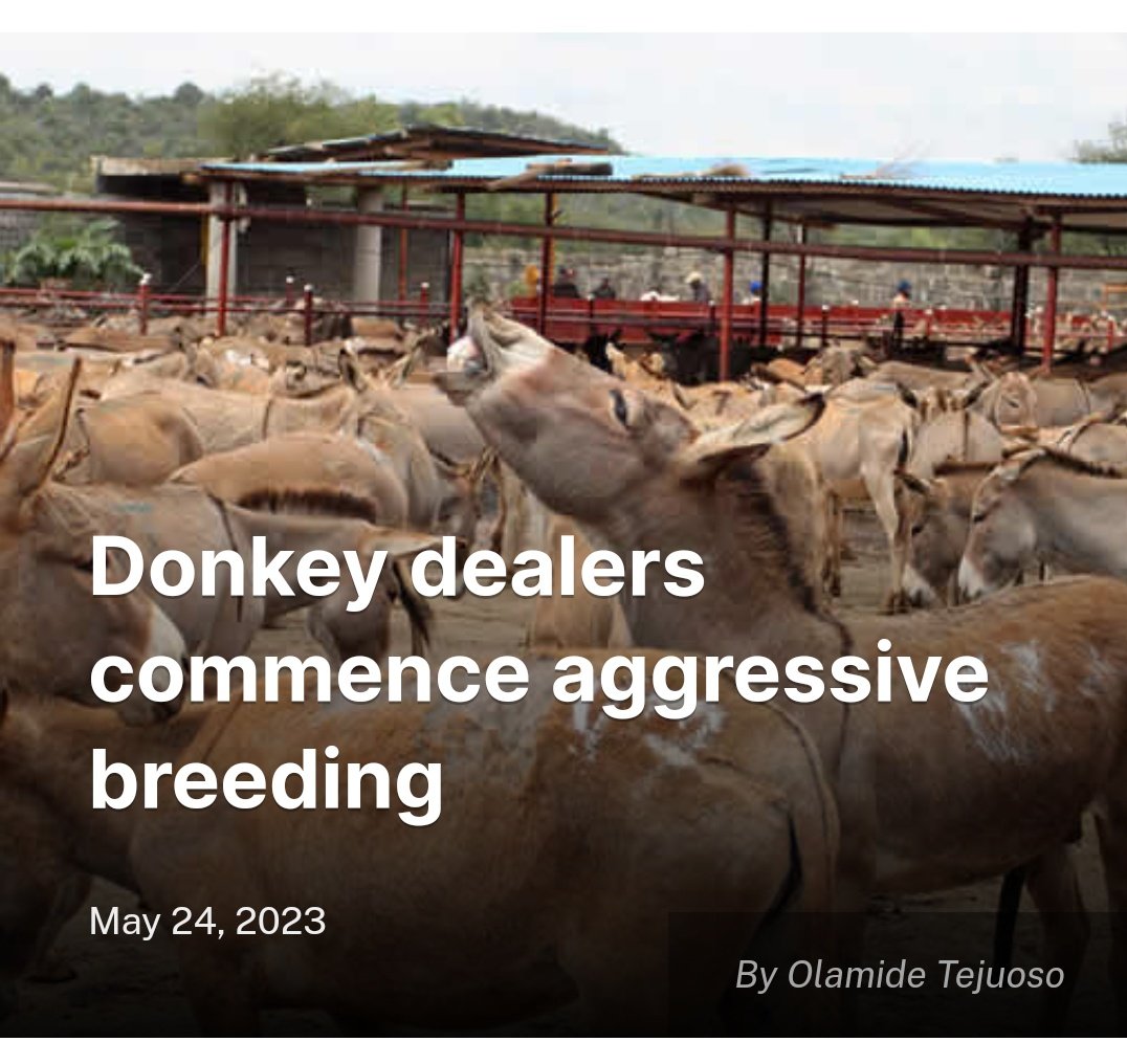 Donkey dealers commence aggressive breeding

Read more here 👇🏾 farmingfarmersfarms.com/2023/05/24/don…

#Agriculture #Environment #Entrepreneur #Technology #Farming #Farmers #AgriBusiness #NaijaFarmers #Nigeria #Farms #Monday #Donkey #Animals #News #Newspaper #Online #NewsOfTheDay #FoodSecurity