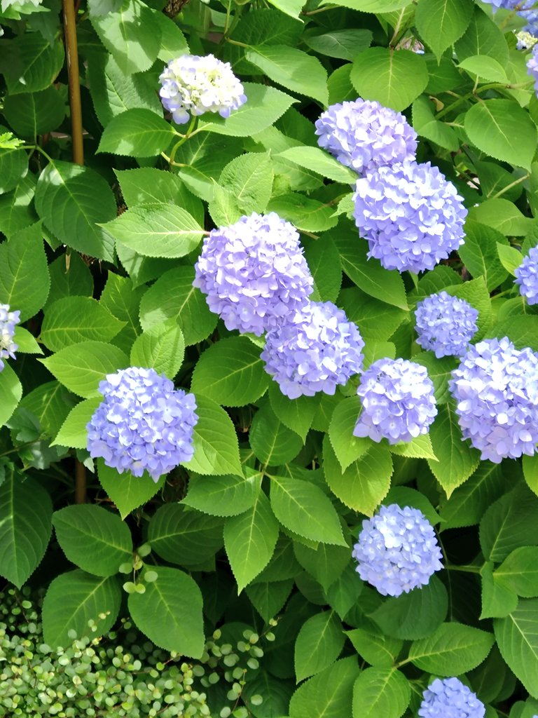 「紫陽花」
毎年、家の近所のほんの僅かなスペースに紫陽花が咲きます。
今年も、綺麗に咲いていたので撮影しました📷
#ファインダー越しの私の世界 
#紫陽花 
#TLを花でいっぱいにしよう