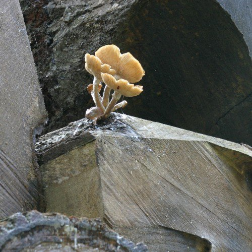 Did you know mushrooms can stab through rock?🔪🪨

Fungi's 'roots', called hyphae, can bore right through stone and played a significant role in creating soil.

Yup, thats right, mushrooms are older than dirt. They MADE dirt. 

IM ABOUT TO TELL YOU ABOUT THESE RAD STABBY BOYS 🧵