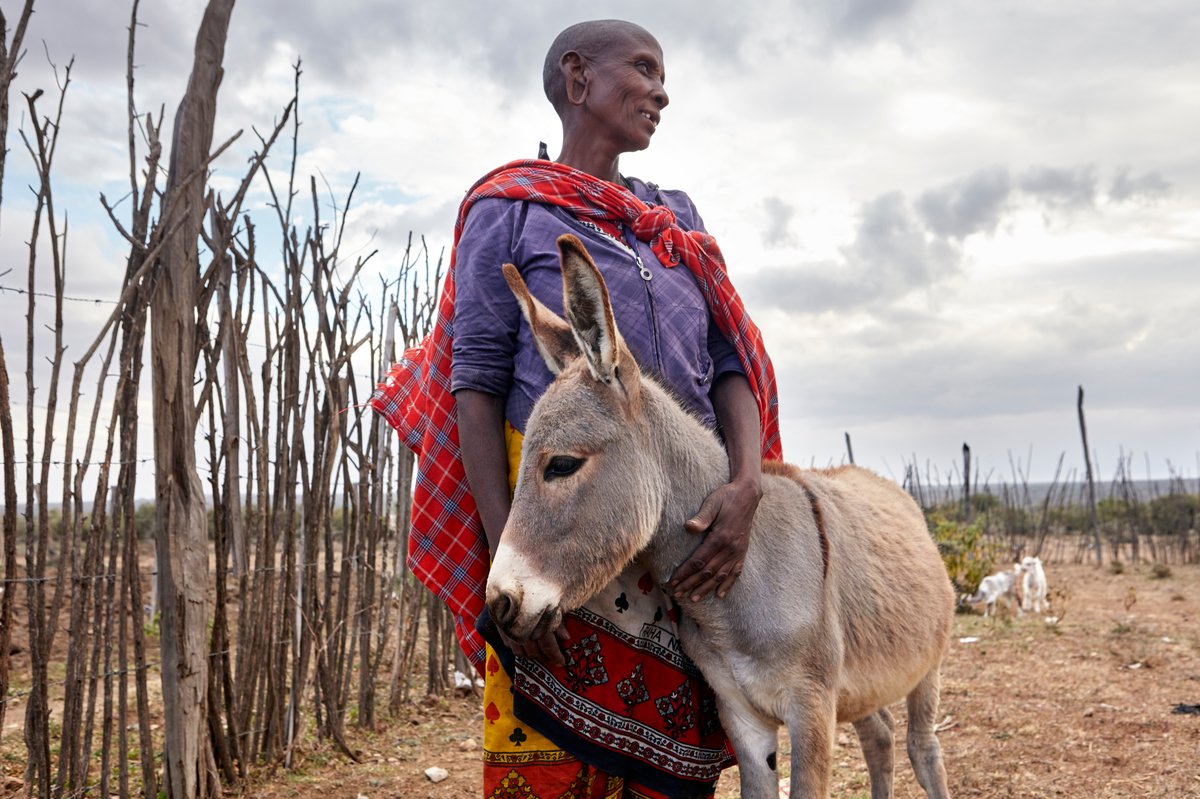 ElizabethhQuinn's tweet photo. Together, we can end the cruel donkey slaughter in Kenya and ensure a brighter future for these remarkable animals.@kilimoKE @mithika_Linturi
#StopDonkeySlaughter
Save Kenyan Donkeys https://t.co/nqHZNotVKc