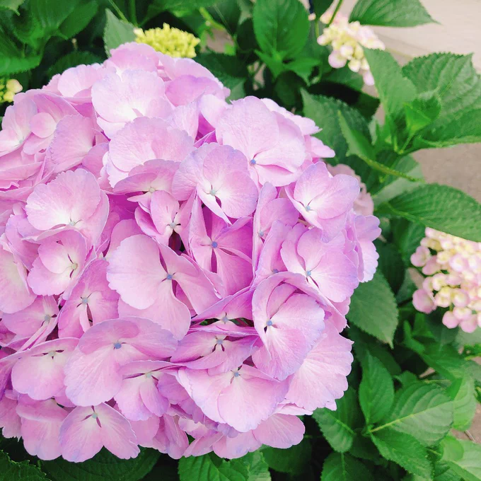 紫陽花きれいね〜咲き始めたね〜