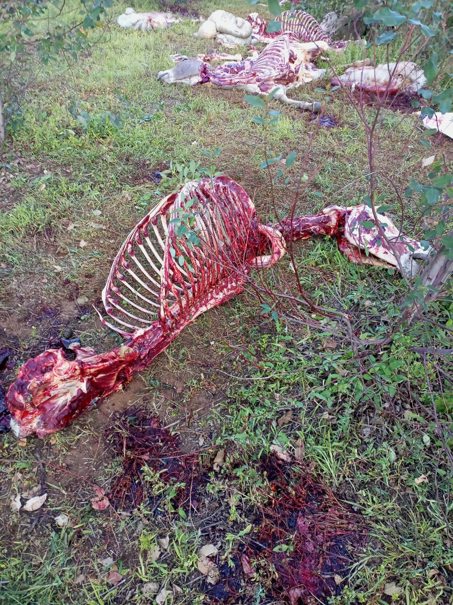 ElizabethhQuinn's tweet photo. Donkey slaughter is not a solution. It's a cruel practice that must be stopped immediately. @kilimoKE and @mithika_Linturi, please take a stand #StopDonkeySlaughter
Save Kenyan Donkeys https://t.co/ylH27SLKlK