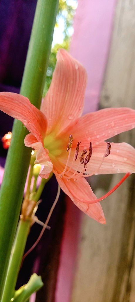 mdcreativepxin's tweet photo. Tell me something nice like flowers ?

#natuer #photograph #photograghy #PHOTOS  #Flowers #FLOWERchallenge #flowerphotography #FLOWアニメ縛りフェス #FLOWUSDT #LOVELetter_for_SVT #loversandfriends #chain #LovelyBirdsInChina #tell #Something_Like_That #SomebodySomewhere https://t.co/22AvQHZ2qd