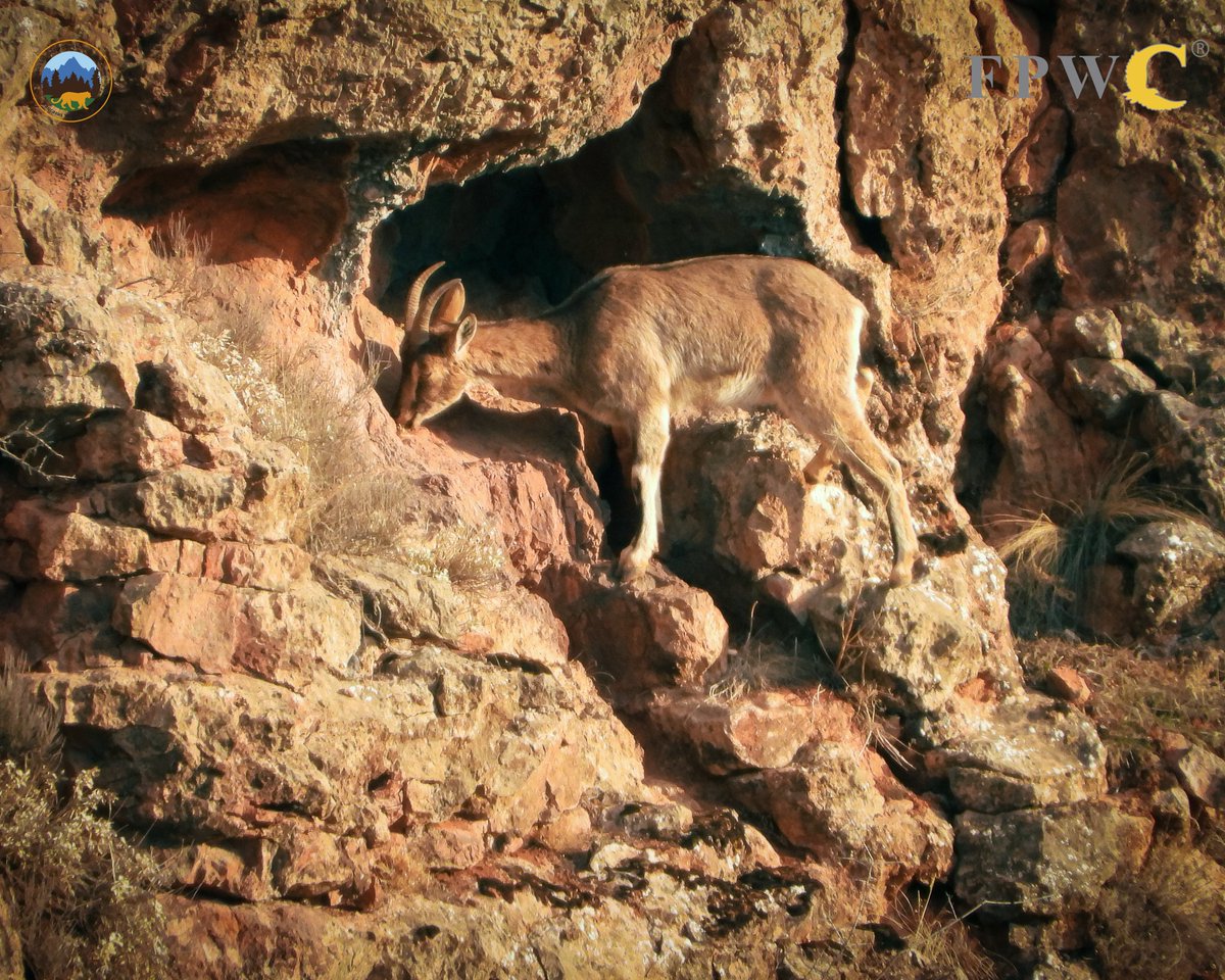 FPWC_news's tweet photo. Happy #Bezoar Monday from Caucasus Wildlife Refuge 🐐 https://t.co/h26BSyOY9b