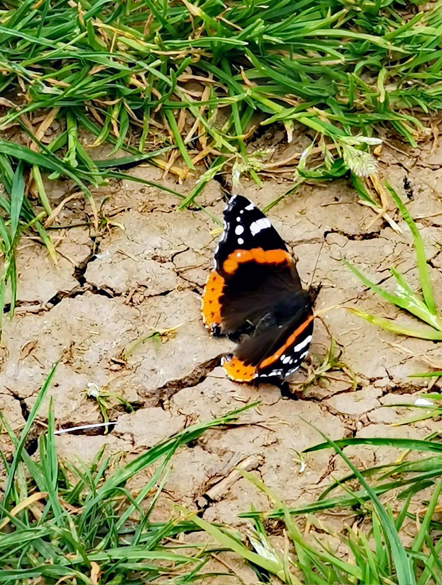 Good morning #goodmorning #BankHolidayWeekend #BankHolidayMonday #butterfly #Plymouth