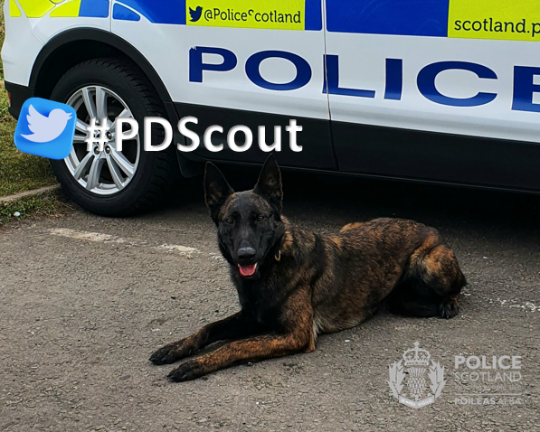 PSOSDogs's tweet image. When a 91-year-old woman went missing this weekend in the Borders, @PSOSLothBord officers called in #PDScout &amp;amp; #S313 to find her. After an extensive search, she was found in a field &amp;amp; is now safe. If you have loved ones with dementia, please consider the #HerbertProtocol.