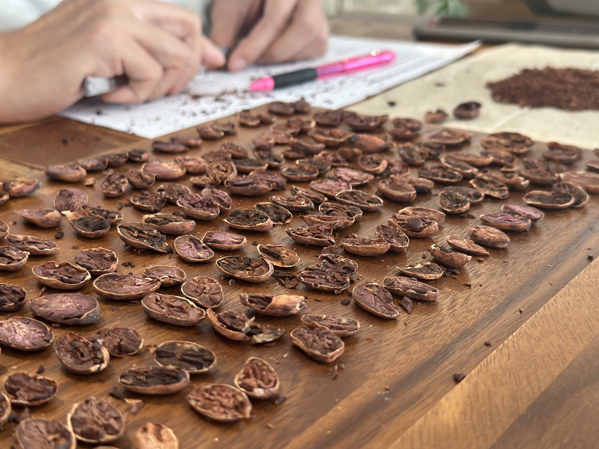 วันนี้คัดเทสเมล็ดโกโก้ เดี๋ยวมาเล่าให้ทุกคนฟังน้าว่าทำไมต้องคัดเทสเมล็ดโกโก้ 🥰

#tarmchocolate #chocolatemaker