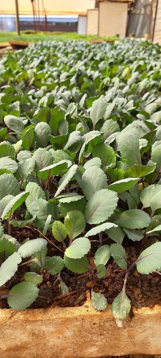 "When my time as a farmer is over, I want to be able to say...that I was a good steward." - Laura Rutherford. 

Let's be good steward Farmers. 
Happy Monday.

#greenhopeseedlings
#seedingyoursuccess