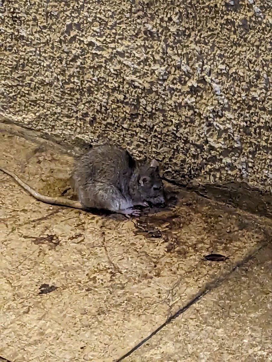 RGese's tweet image. Ara mateix a la Plaça Sagrat Cor.
Rates i Paneroles, se’ns menja la merda acumulada … @ajuntamentvng hi podeu fer alguna cosa ? 
@olga_vng @juanluisruizpsc