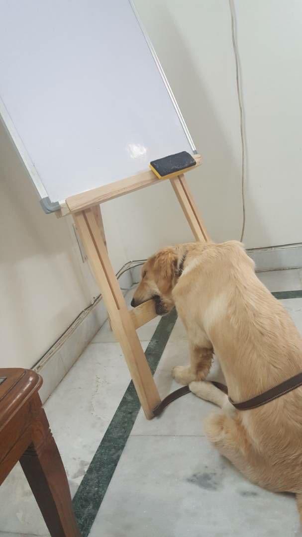 PaarulC's tweet image. Caution #dogatwork #monday