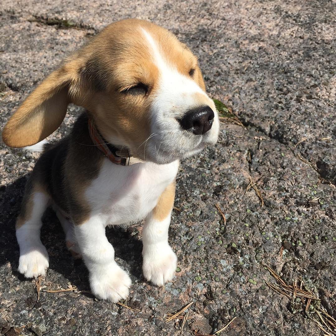 How cute is this beagle cub? 🐶