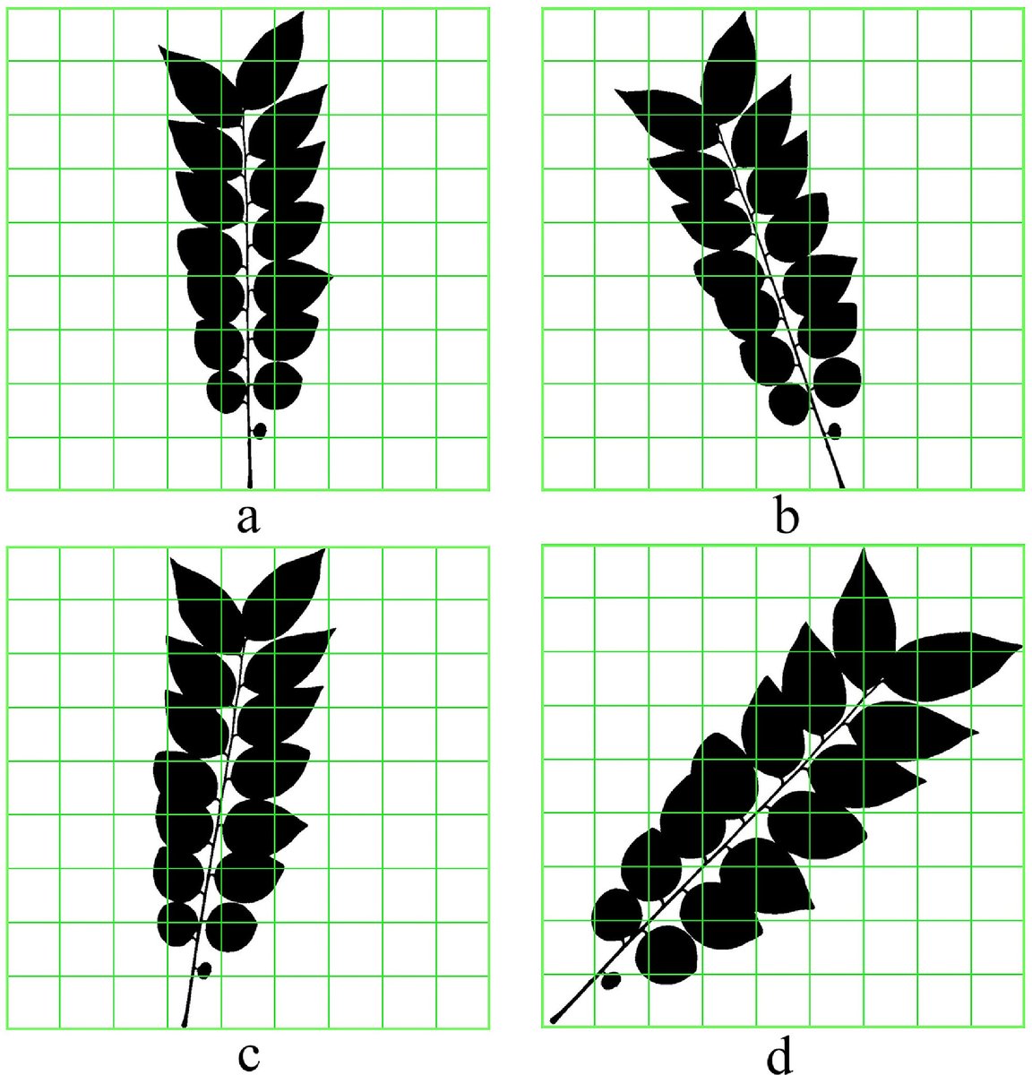 SoI_DUK's tweet photo. 📢Yet another PAPER OUT...

👏👏👏Congratulations  @Vishnu_MNair @sajeevcrajan @jr_nair

See the limits of traditional box-count fractal analysis in🌿complexity studies for sensitizing plant researchers 🧑‍🔬.

https://t.co/vMJJVIon6d
@dukerala #plant #flora #ecology #fractal https://t.co/MRNXhowxll