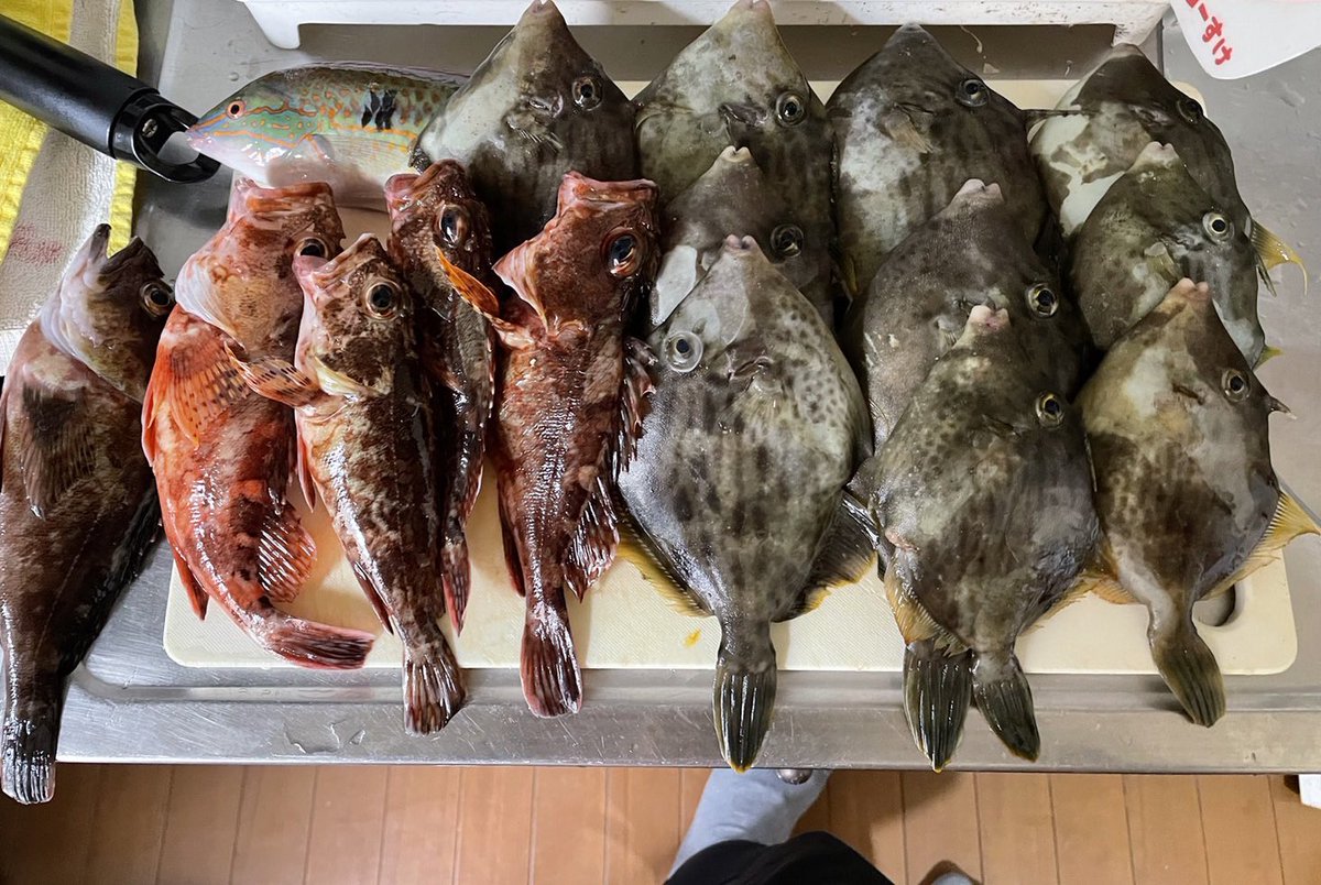Nico_seeka's tweet photo. 昨日の釣果🐟
いっぱい捌いてくれてありがと〜
お刺身美味しかった😋 https://t.co/VSWFZIHIYA